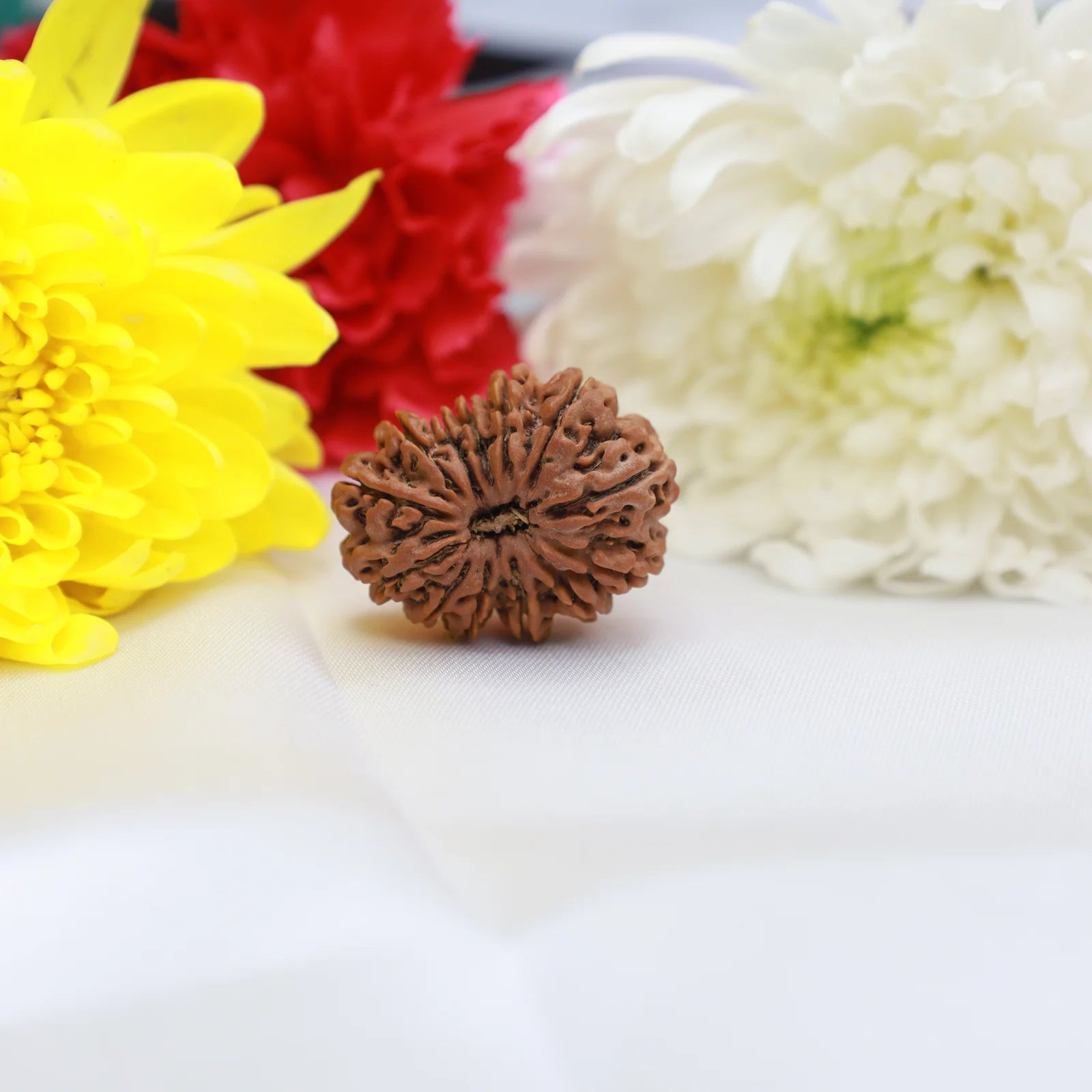 13 Mukhi Nepali Siddh Rudraksha | Rare Kamdev Rudraksha for Attraction & Desire Fulfillment